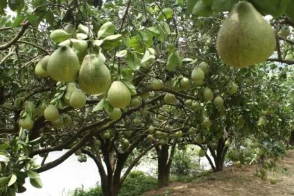 柚子几月份成熟,在9-12月份就会成熟