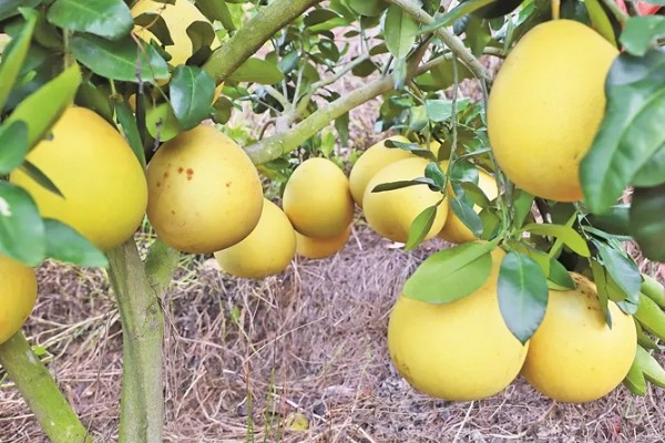 柚子几月份成熟,在9-12月份就会成熟