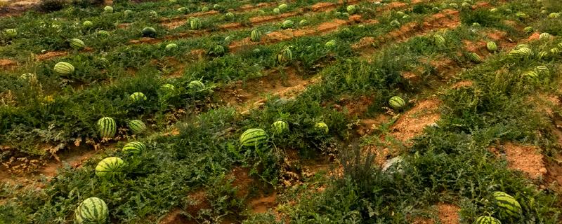 西瓜的生长环境介绍，全生育期的生长温度以25-30℃为宜