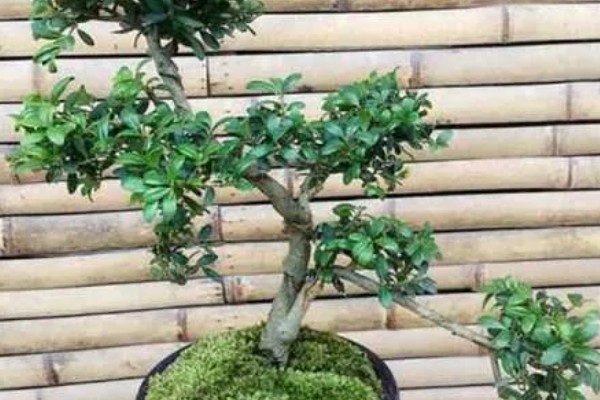 冬青树怎么养殖,盆土以排水良好的酸性土壤为宜