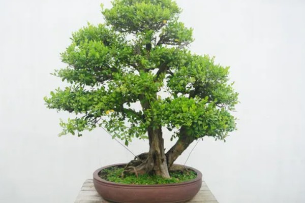 冬青树怎么养殖,盆土以排水良好的酸性土壤为宜