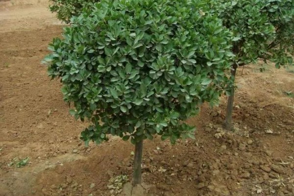 冬青树怎么养殖,盆土以排水良好的酸性土壤为宜