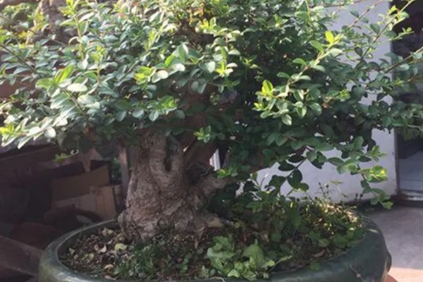 冬青树怎么养殖,盆土以排水良好的酸性土壤为宜