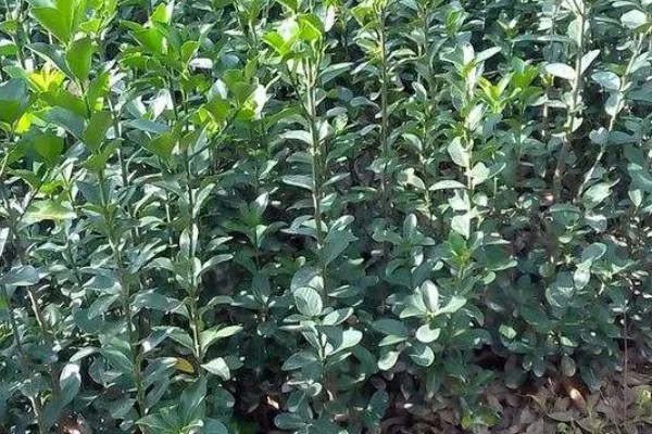 冬青树怎么养殖,盆土以排水良好的酸性土壤为宜