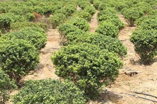 冬青树怎么养殖,盆土以排水良好的酸性土壤为宜