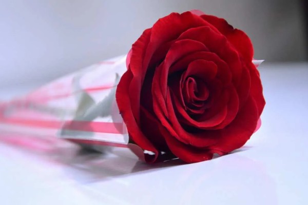 送玫瑰花的寓意,不同朵数的寓意不同