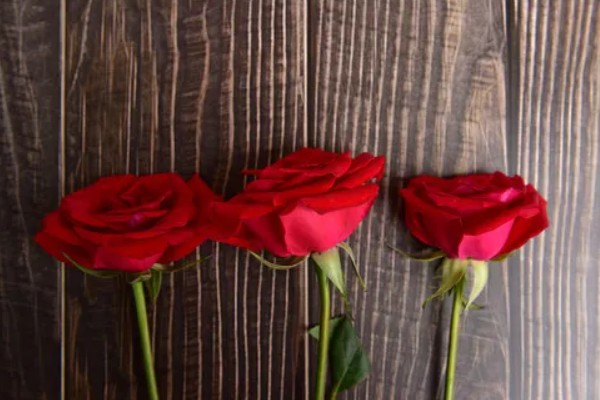 送玫瑰花的寓意,不同朵数的寓意不同