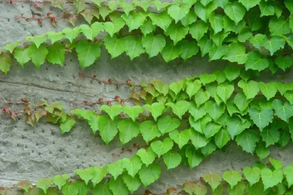 爬山虎的外观,与野葡萄藤相似