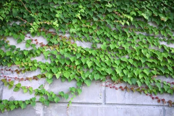 爬山虎的外观,与野葡萄藤相似