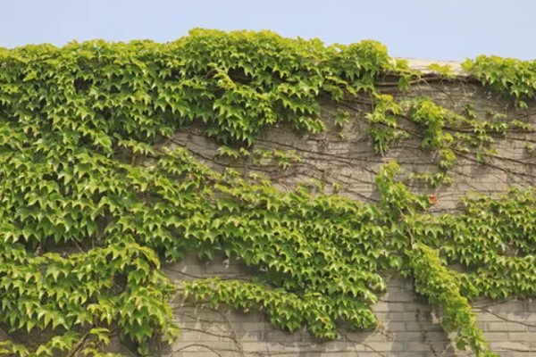 爬山虎的外观,与野葡萄藤相似