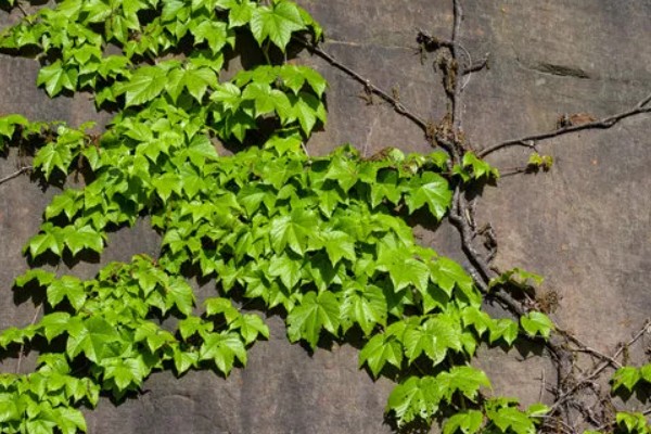 爬山虎的外观,与野葡萄藤相似