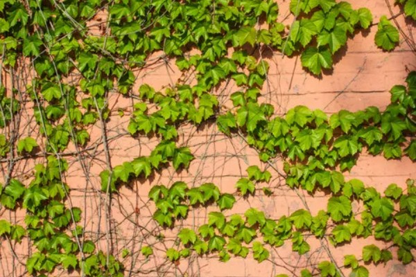 爬山虎的外观,与野葡萄藤相似