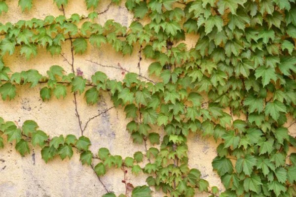 爬山虎的外观,与野葡萄藤相似