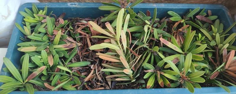 罗汉松怎么扦插，剪取枝条消毒晾干后再插入土壤中