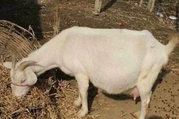 如何判断母羊肚子里有几只羊，可用激素测量法