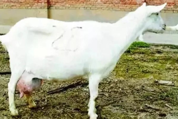 如何判断母羊肚子里有几只羊，可用激素测量法