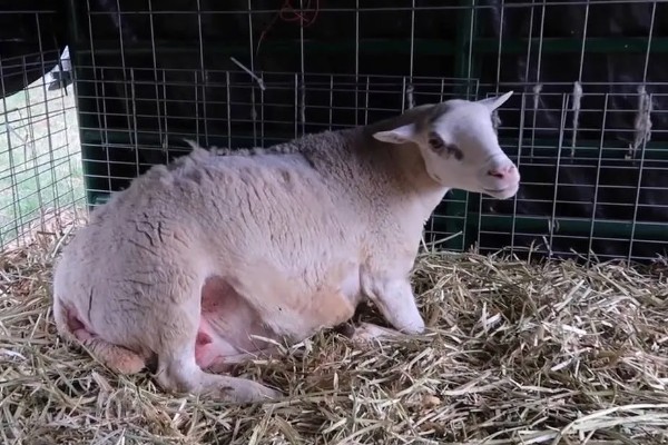 如何判断母羊肚子里有几只羊，可用激素测量法