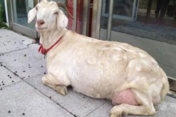 如何判断母羊肚子里有几只羊，可用激素测量法