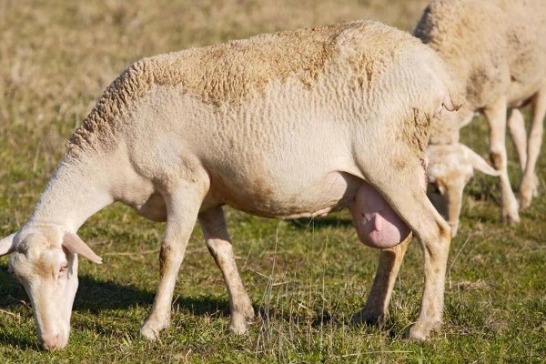 如何判断母羊肚子里有几只羊，可用激素测量法