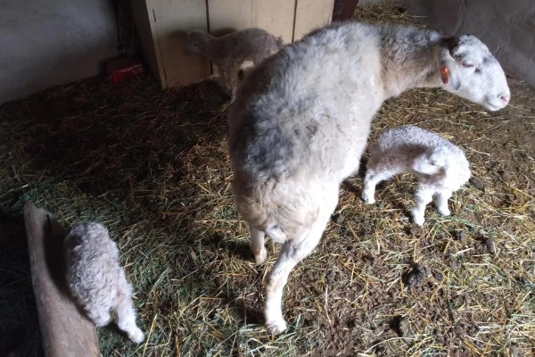 如何判断母羊肚子里有几只羊，可用激素测量法
