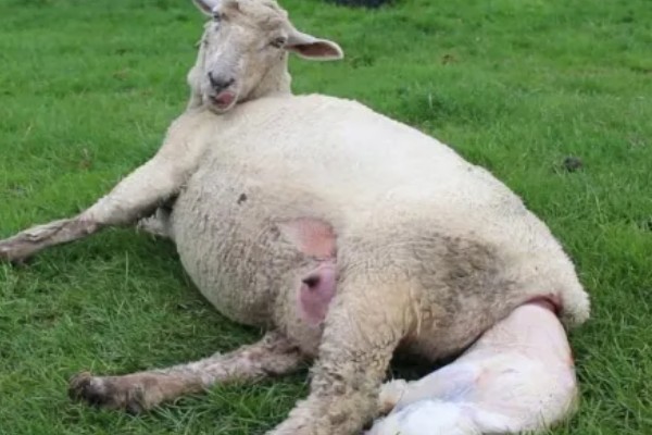 如何判断母羊肚子里有几只羊，可用激素测量法