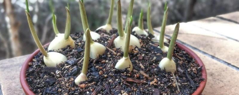 种蒜苗的方式，通常在秋季进行