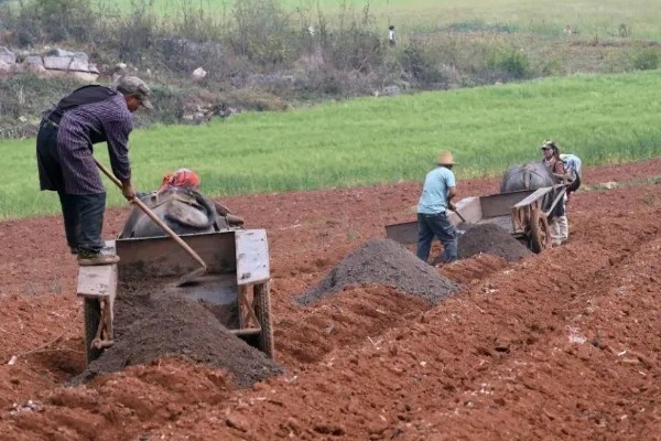 种植葡萄的施肥方法，秋施基肥可以在9月下旬进行