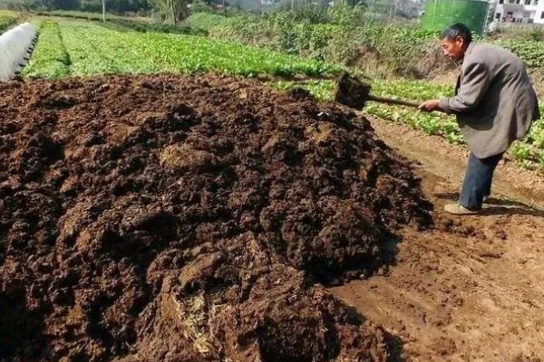 种植葡萄的施肥方法，秋施基肥可以在9月下旬进行