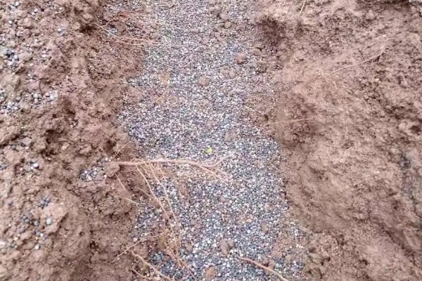 种植葡萄的施肥方法，秋施基肥可以在9月下旬进行