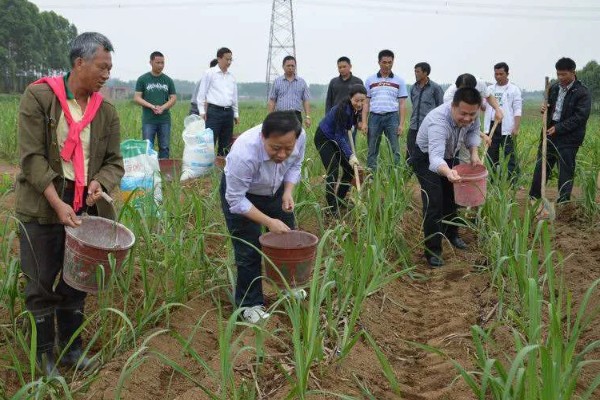种植葡萄的施肥方法，秋施基肥可以在9月下旬进行