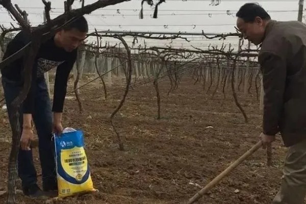 种植葡萄的施肥方法，秋施基肥可以在9月下旬进行