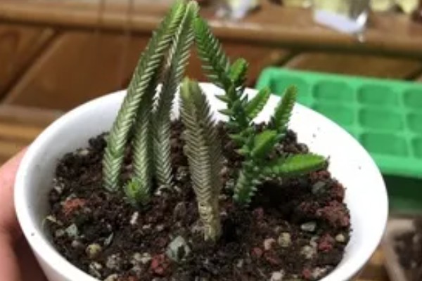 青锁龙的繁殖方法，对枝条消毒晾干后再扦插