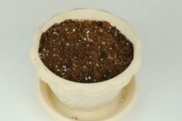 青锁龙的繁殖方法，对枝条消毒晾干后再扦插