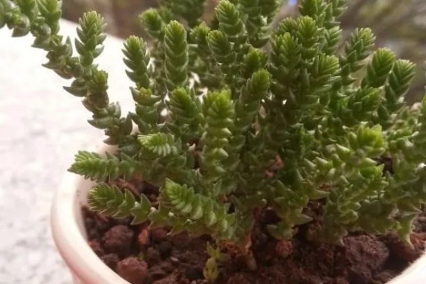 青锁龙的繁殖方法，对枝条消毒晾干后再扦插