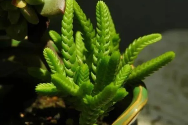 青锁龙的繁殖方法，对枝条消毒晾干后再扦插