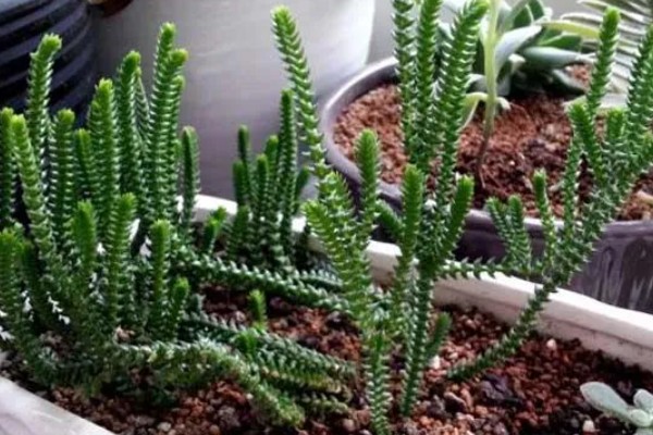 青锁龙的繁殖方法，对枝条消毒晾干后再扦插