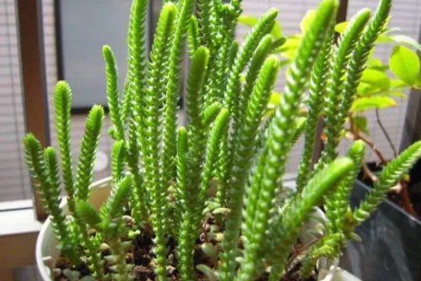 青锁龙的繁殖方法，对枝条消毒晾干后再扦插