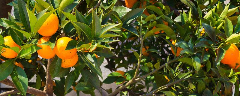 桔子树掉果如何处理，视情况采取对应措施