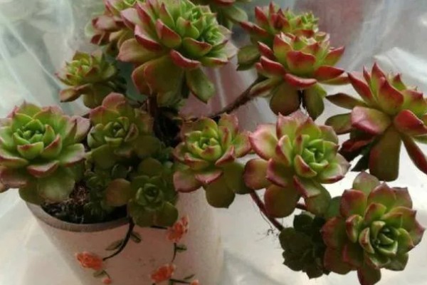 蒂亚徒长的形态，它的主杆会变得很高