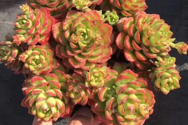 蒂亚徒长的形态，它的主杆会变得很高