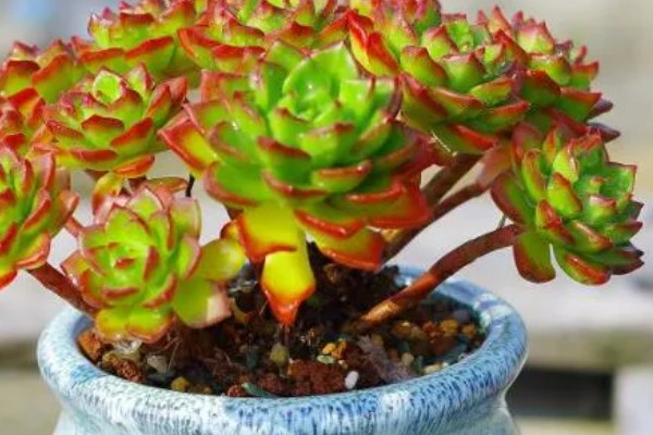 蒂亚徒长的形态，它的主杆会变得很高