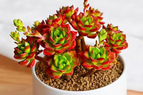 蒂亚徒长的形态，它的主杆会变得很高