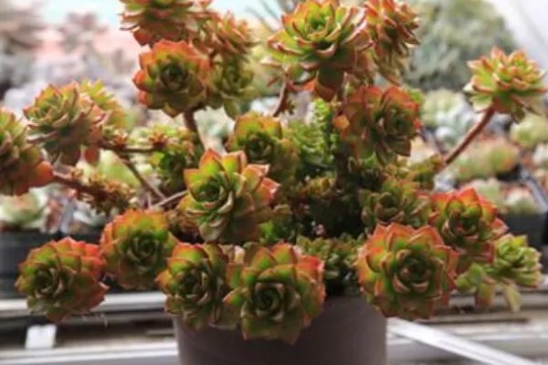 蒂亚徒长的形态，它的主杆会变得很高