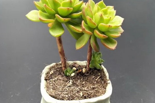 蒂亚徒长的形态，它的主杆会变得很高