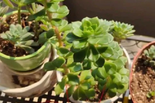 蒂亚徒长的形态，它的主杆会变得很高