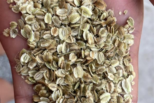 怎么用白芷种子育苗，秋季播种翌年春季移栽
