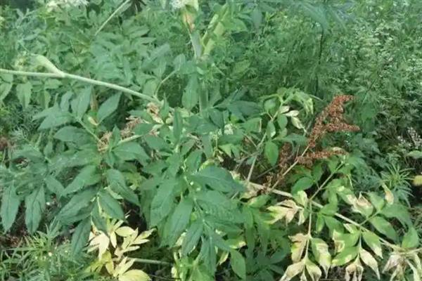 怎么用白芷种子育苗，秋季播种翌年春季移栽