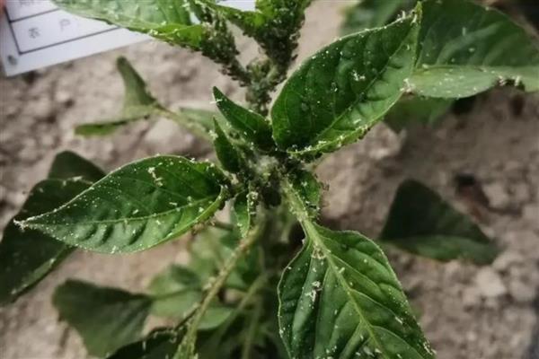 怎么用白芷种子育苗，秋季播种翌年春季移栽