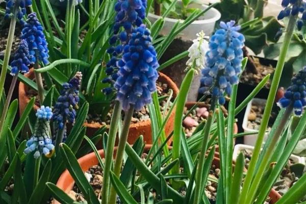 风信子的颜色,分为蓝色、粉红色、白色等