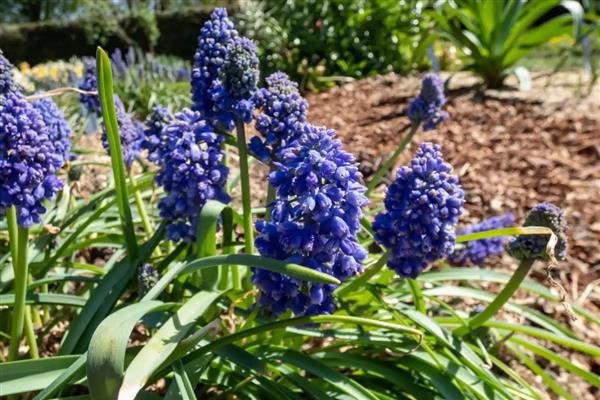 风信子的颜色,分为蓝色、粉红色、白色等